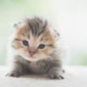 Meet your Posher, Patty